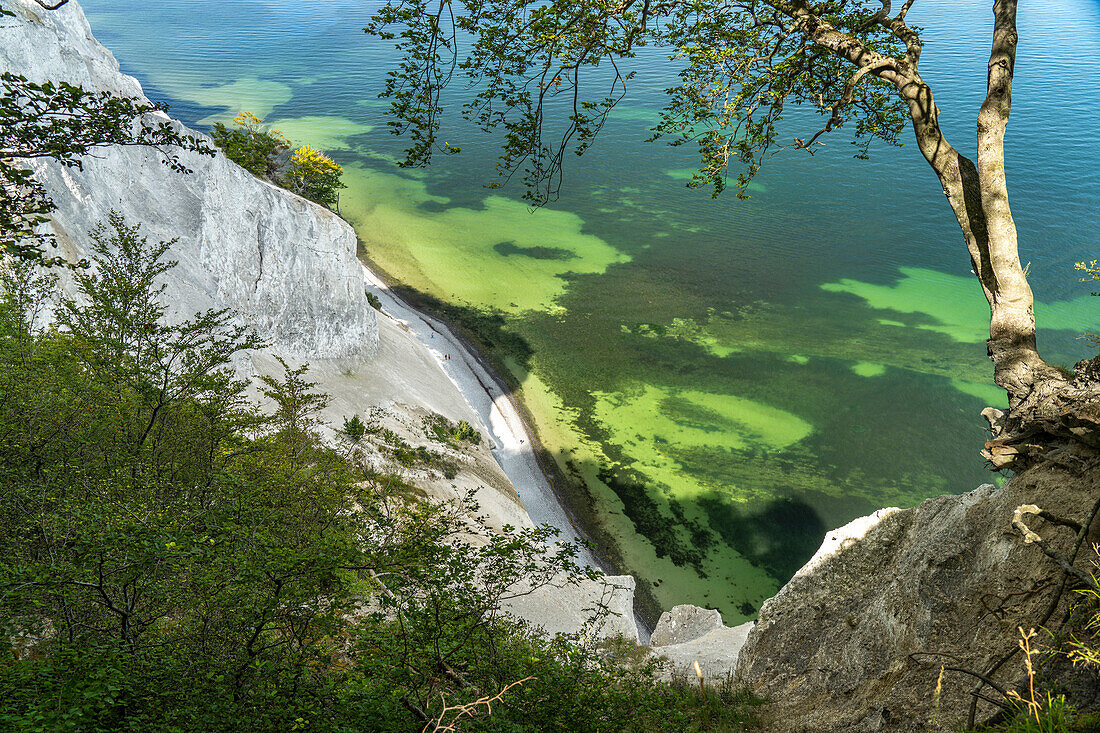 Steilküste und Kreidefelsen Møns Klint, Insel Mön, Dänemark, Europa