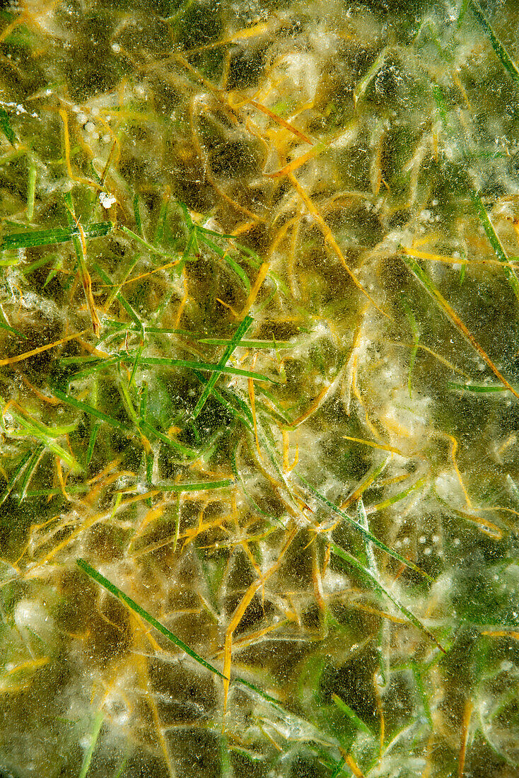 Gras, das an einem Wintertag im ländlichen Flandern unter dem Eis eingeschlossen ist