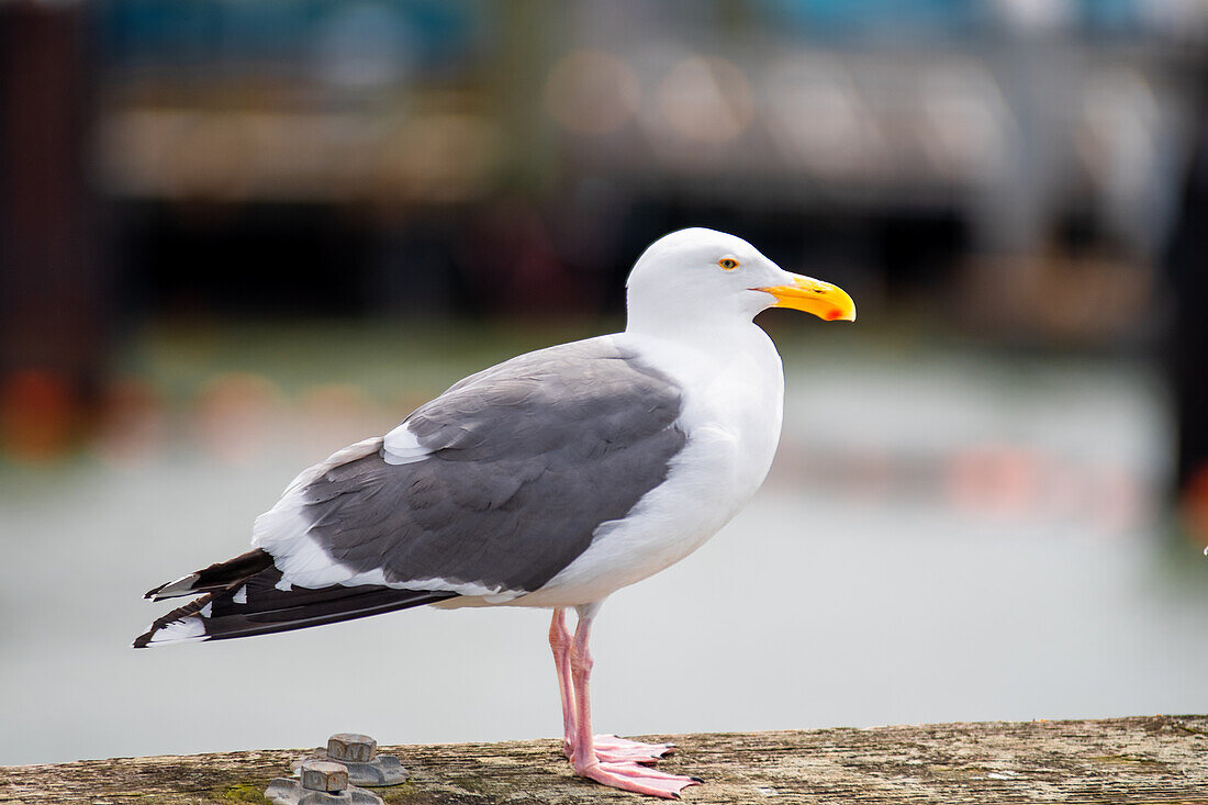 Sea gull resting on a piece of wood in Mission Bay, San Francisco