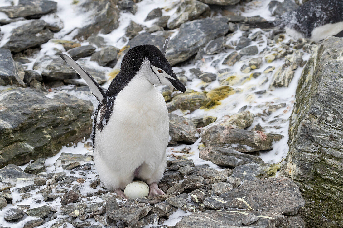 Chinstrap penguin (Pygoscelis antarcticus), on eggs at Coronation Island, South Orkney Islands, Antarctica, Polar Regions