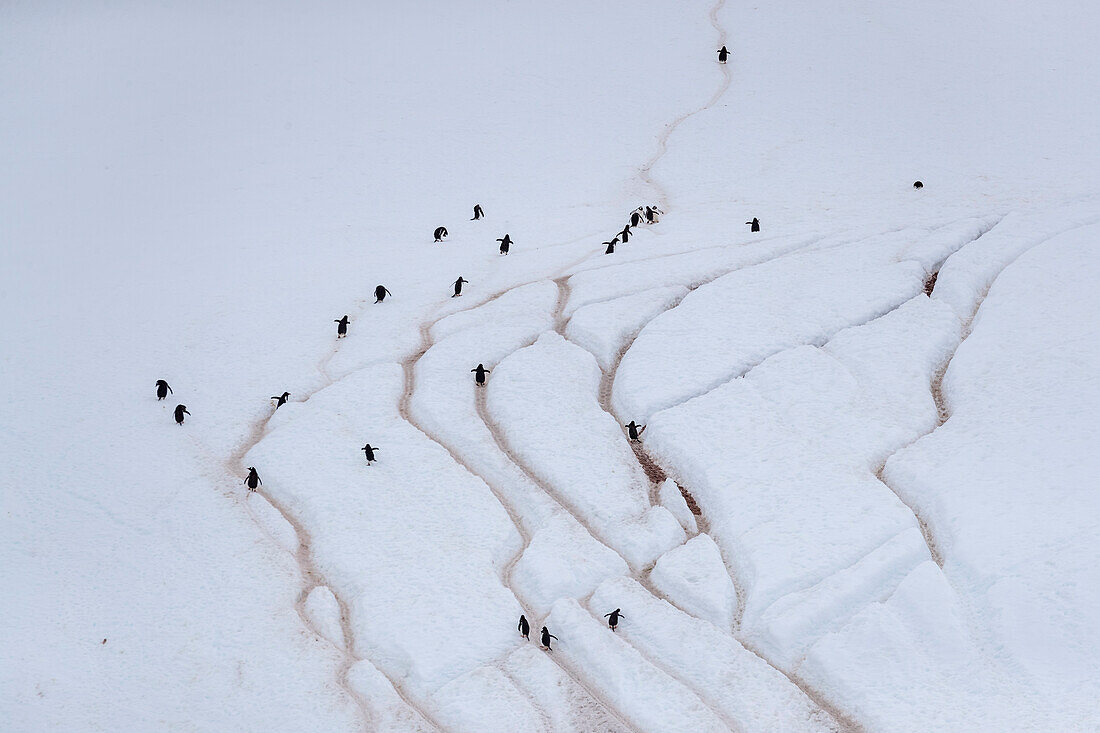 Ausgewachsene Eselspinguine (Pygoscelis papua), die auf Pinguinstraßen spazieren gehen, Danco Island, Antarktis, Polarregionen