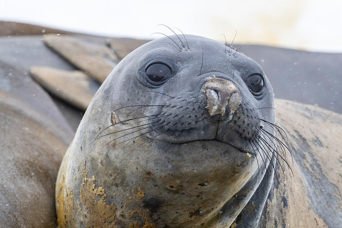 Ausgewachsene Südliche Seeelefanten (Mirounga leonina), am Strand von Coronation Island, Antarktis, Polargebiete