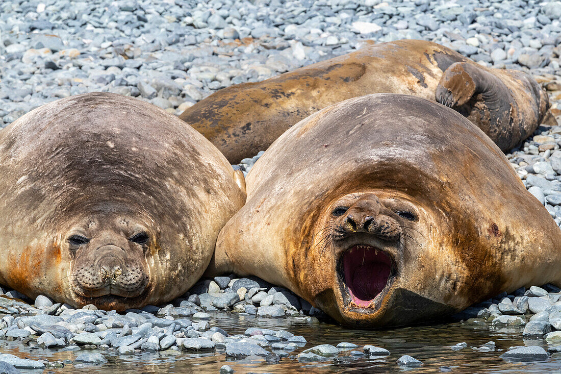 Ausgewachsene männliche Südliche Seeelefanten (Mirounga leonina), am Strand von Robert Island, Antarktis, Polargebiete