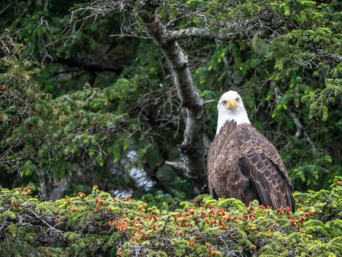 Ein erwachsener Weißkopfseeadler (Haliaeetus leucocephalus), auf den Inian-Inseln, Südost-Alaska, Vereinigte Staaten von Amerika, Nordamerika