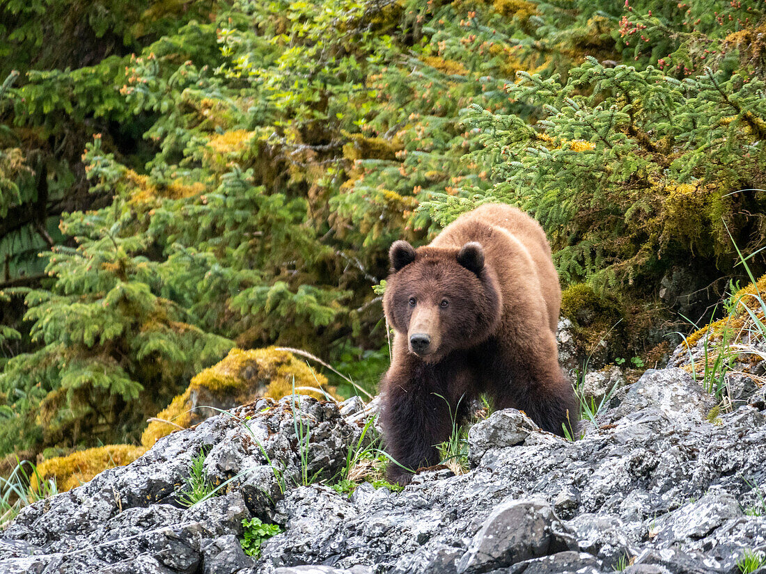 Ein erwachsener Braunbär (Ursus arctos), im Gras, Lake Eva, Baranof Island, Südost Alaska, Vereinigte Staaten von Amerika, Nordamerika
