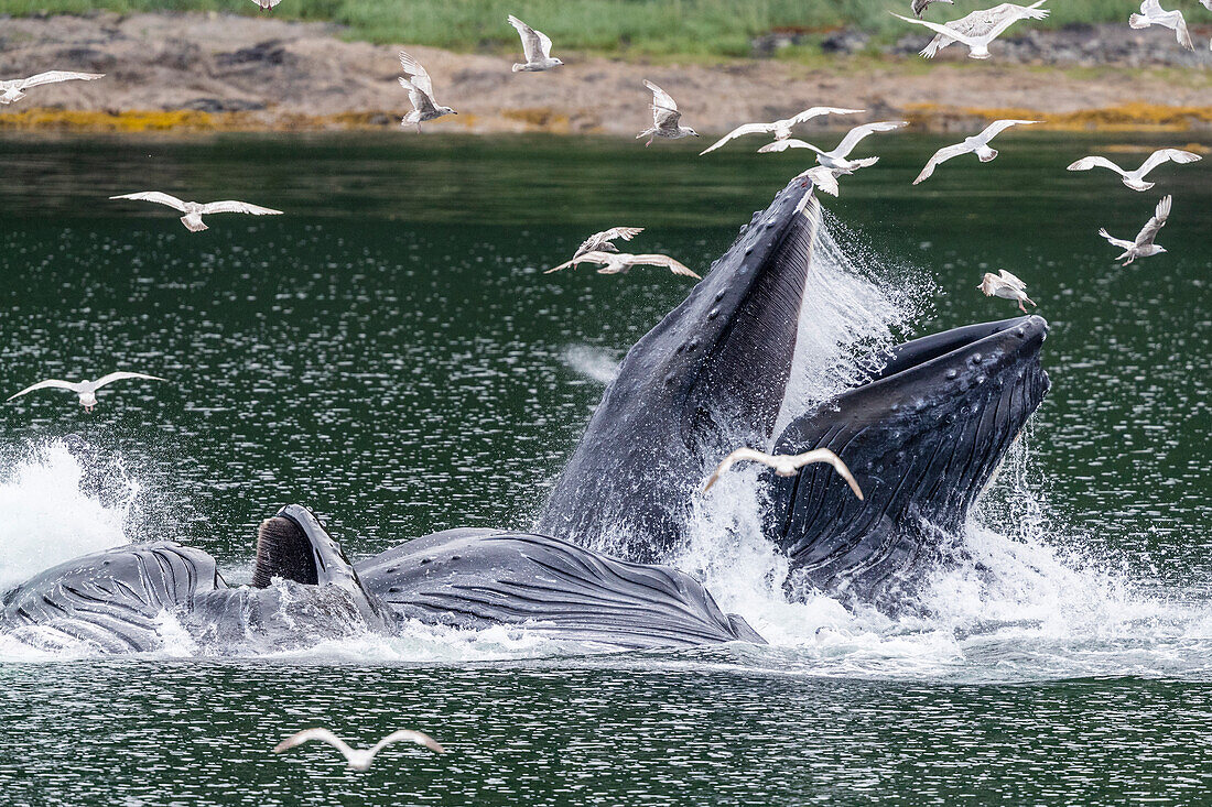 Ausgewachsene Buckelwale (Megaptera novaeangliae), Fütterung mit dem Blasennetz in der Nähe des Morris Reef, Südost-Alaska, Vereinigte Staaten von Amerika, Nordamerika