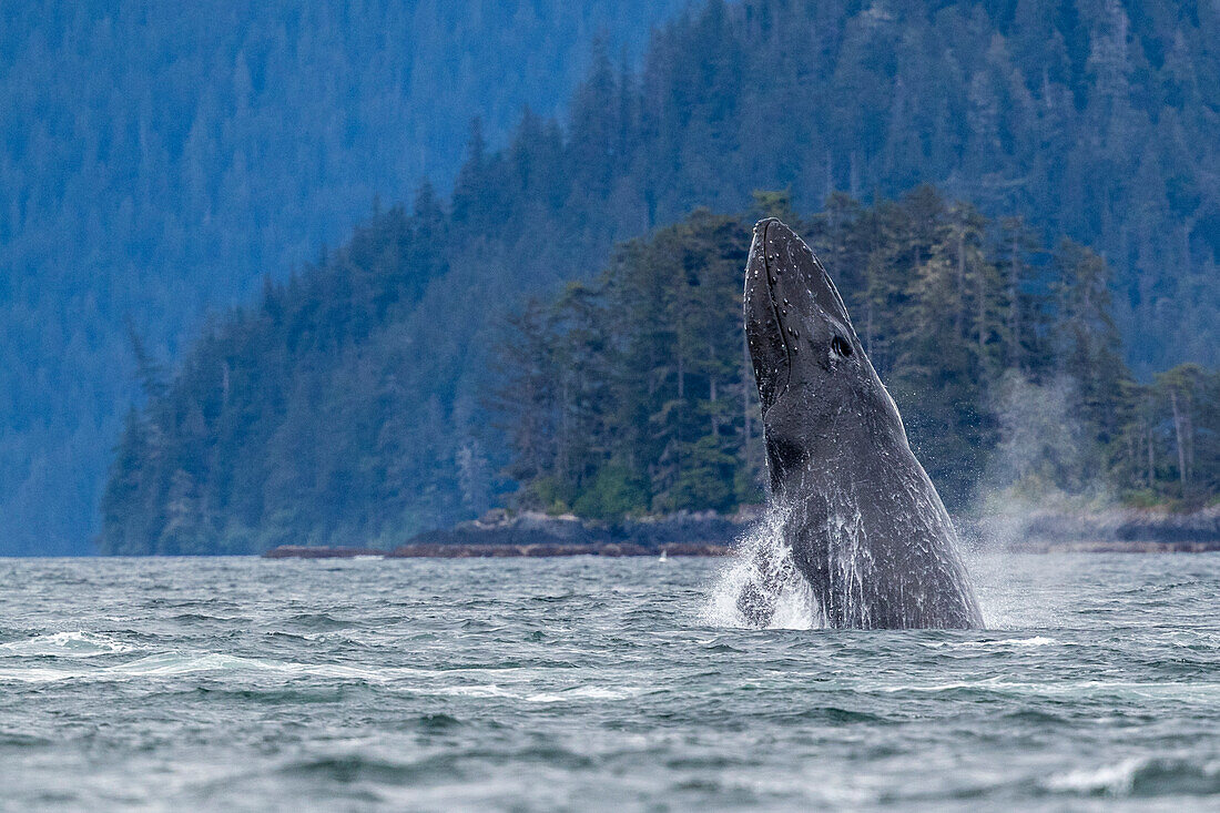 Adult humpback whale (Megaptera novaeangliae), breaching in Sitka Sound, Southeast Alaska, United States of America, North America