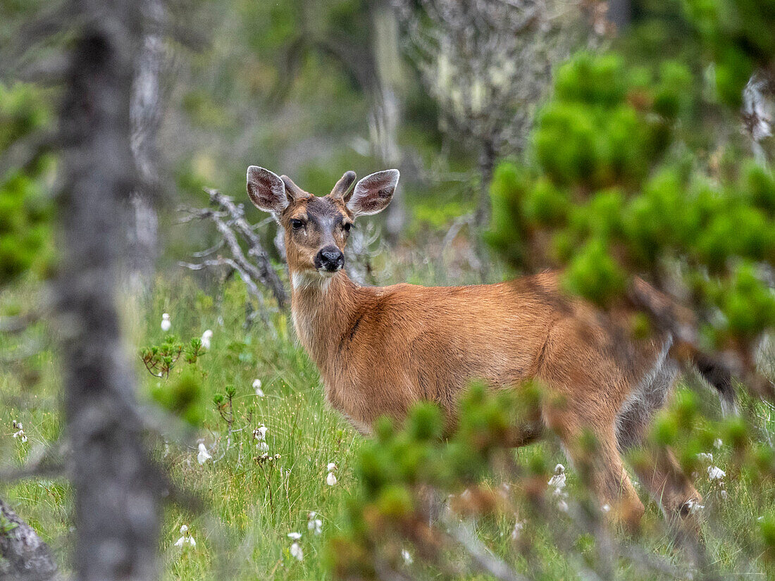 A young buck Sitka black-tailed deer (Odocoileus hemionus sitkensis), on the Petersburg Trail, Southeast Alaska, United States of America, North America
