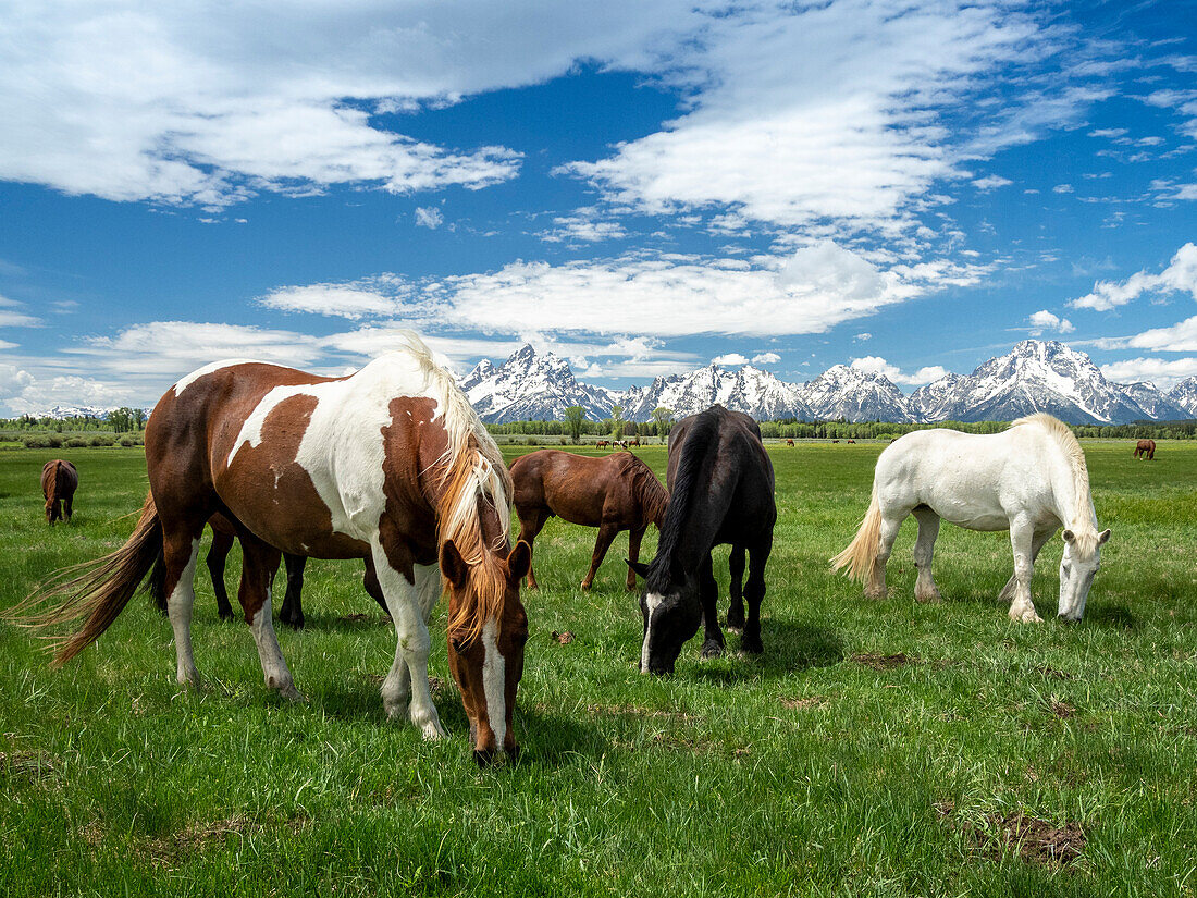 Erwachsene Pferde (Equus Ferus Caballus) grasen am Fuße der Grand Teton Mountains, Wyoming, Vereinigte Staaten von Amerika, Nordamerika