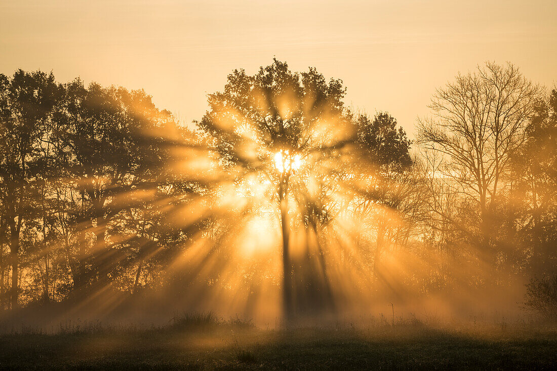 Sonnenaufgang über Bäumen, Les Landes, Nouvelle-Aquitaine, Frankreich, Europa
