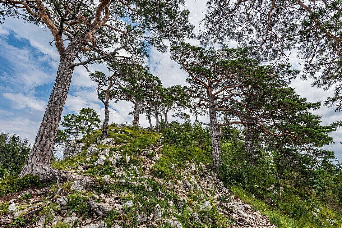 Pine trees on the Großer Sonnstein in the Salzkammergut, Upper Austria, Austria