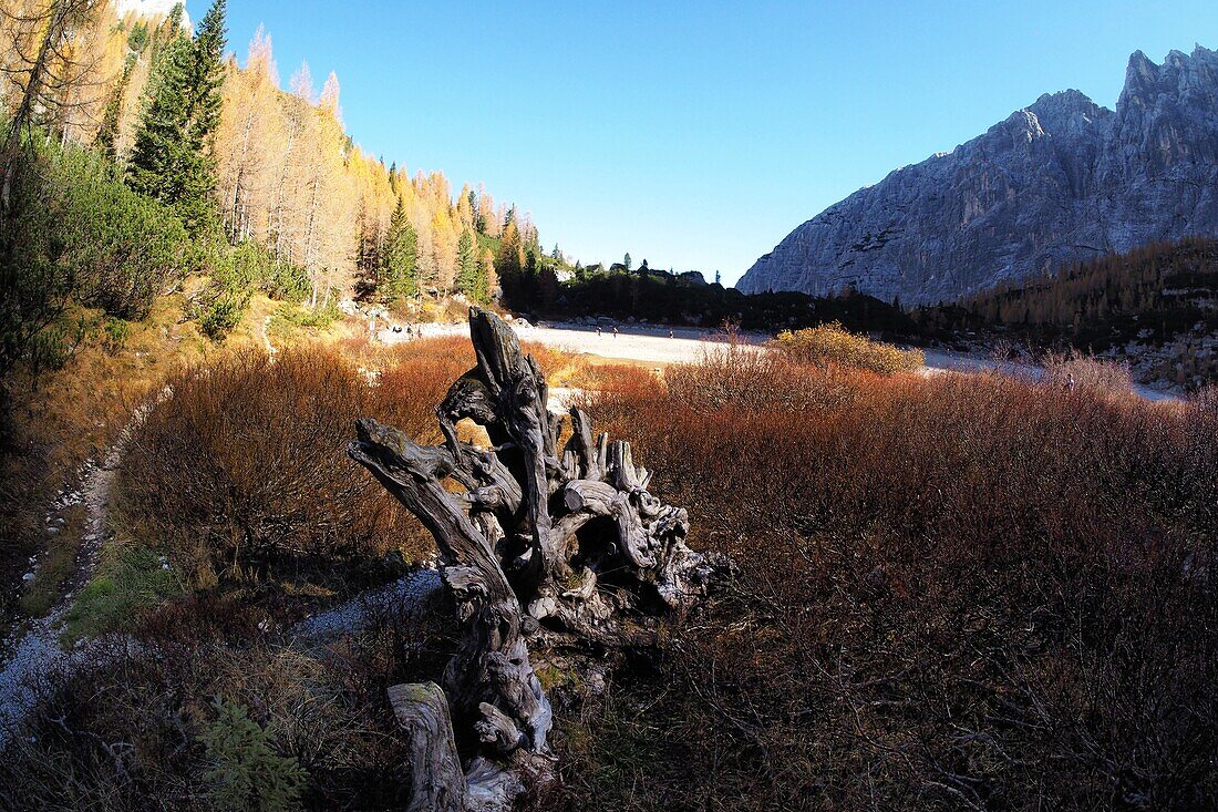 at Tre Croci Pass, Sorapis Lake, via Cortina d´Ampezzo, Dolomites, Veneto, Italy