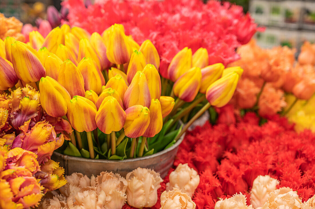 Tulpen auf dem Blumenmarkt an der Singel, Amsterdam, Benelux, Beneluxstaaten, Nordholland, Noord-Holland, Niederlande