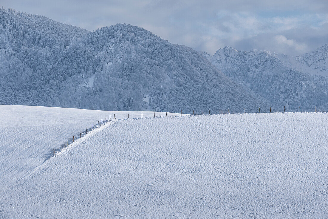 Blick auf die Allgäuer Alpen im Winter mit verschneiter Wiese im Vordergrund, Buching, Allgäuer Alpen, Allgäu, Bayern, Deutschland, Europa