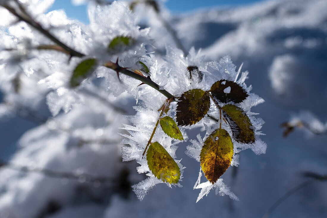 Hoar frost on rose petals, Allgäu Alps, Allgäu, Bavaria, Germany, Europe