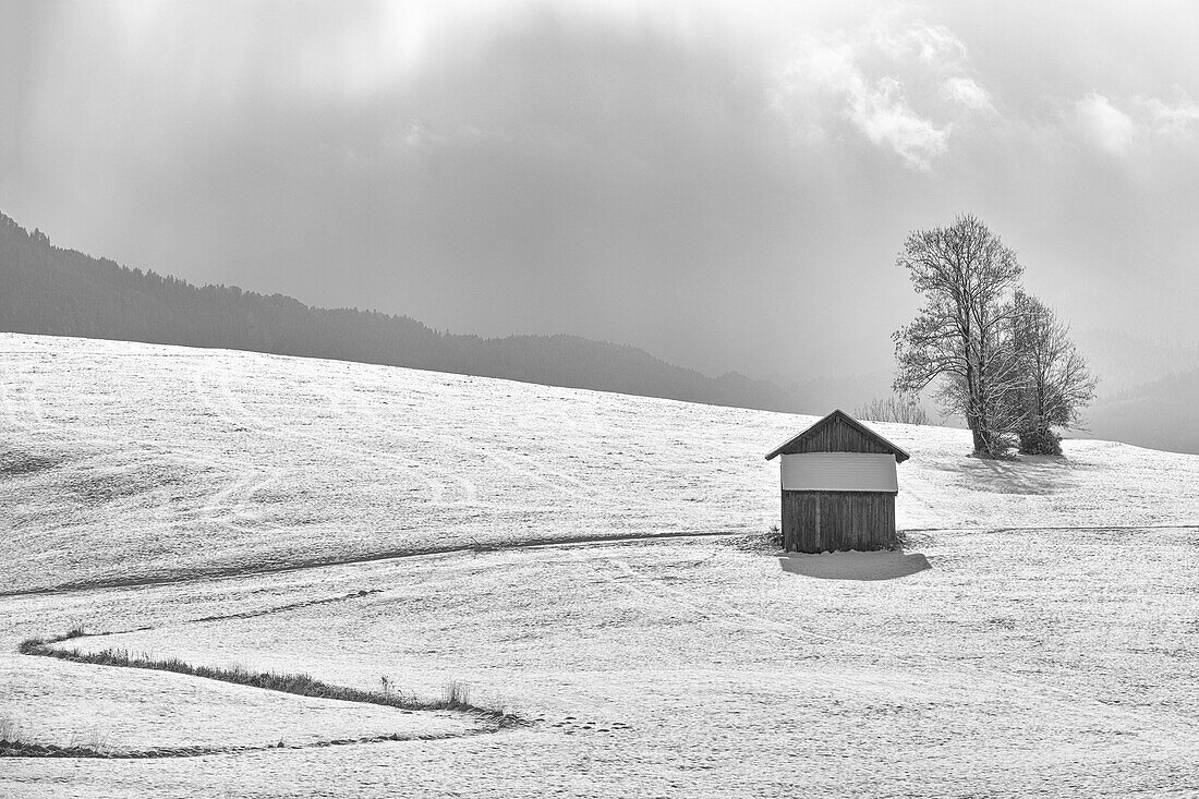 Blick auf eine Holzhütte im Winter, Buching, Allgäuer Alpen, Allgäu, Bayern, Deutschland, Europa, s/w