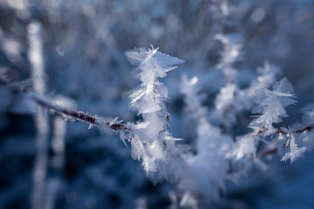 Hoar frost on a branch, Allgäu Alps, Allgäu, Bavaria, Germany, Europe