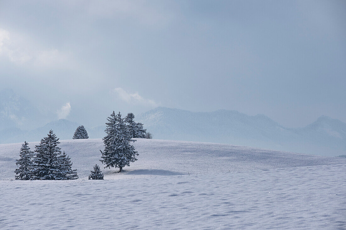 View of a winter landscape in the Allgäu, Buching, Allgäu Alps, Allgäu, Bavaria, Germany, Europe