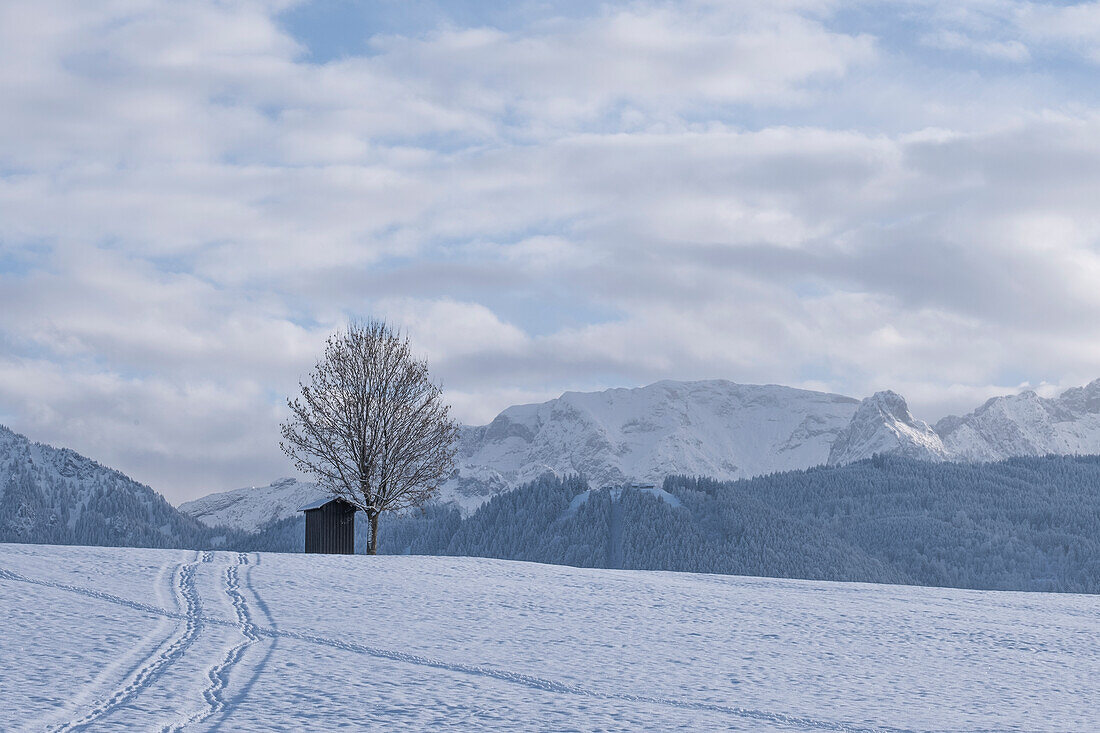 Schneelandschaft mit Hütte und Baum im Vordergrund, Allgäuer Alpen, Allgäu, Bayern, Deutschland, Europa