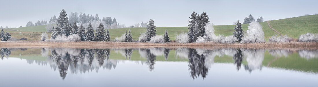Panoramalandschaft mit gefrorenen Bäumen und Spiegelung, Buching, Allgäu, Bayern, Deutschland, Europa