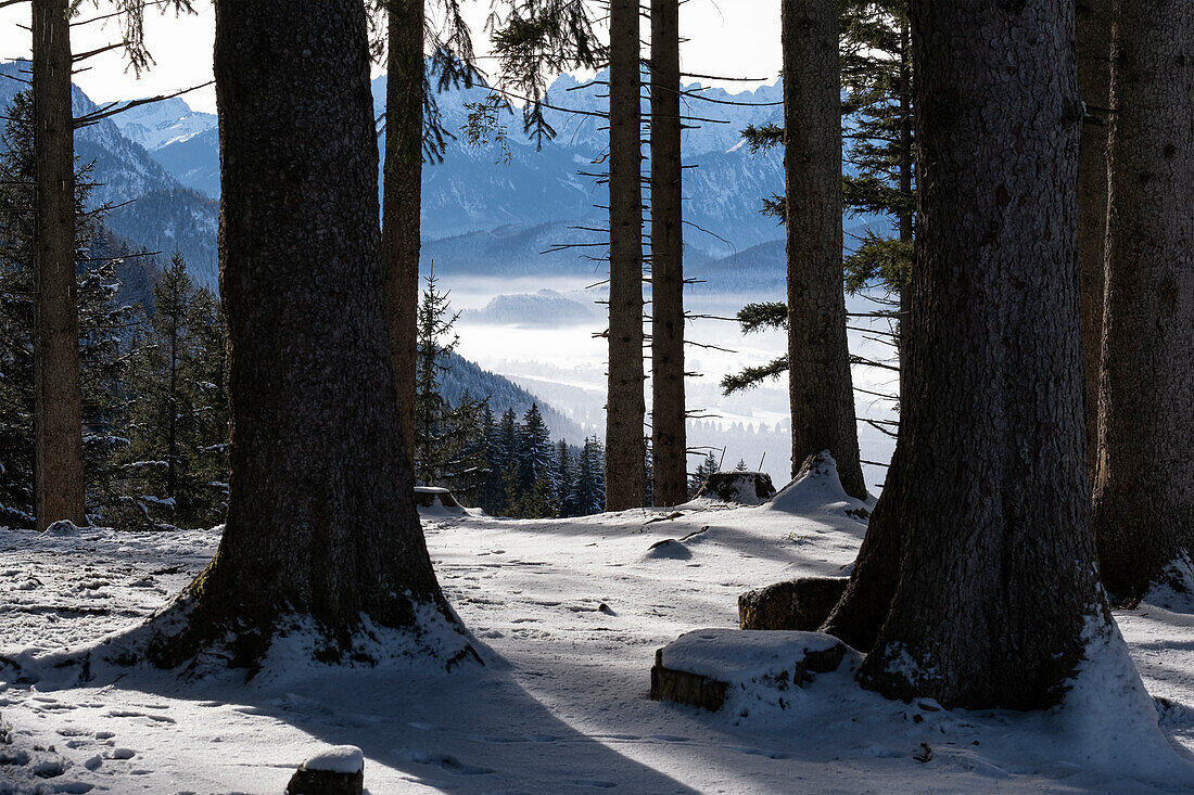 Tiefblick durch den Wald auf winterlichen Forggensee, vom Buchenberg, Allgäuer Alpen, Allgäu, Bayern, Deutschland, Europa