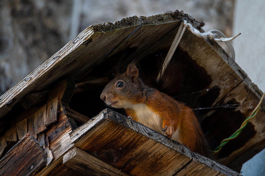 Red squirrel (Sciurus vulgaris) in bird feeder, ascent to Kapuzinerberg, Salzburg city, Austria