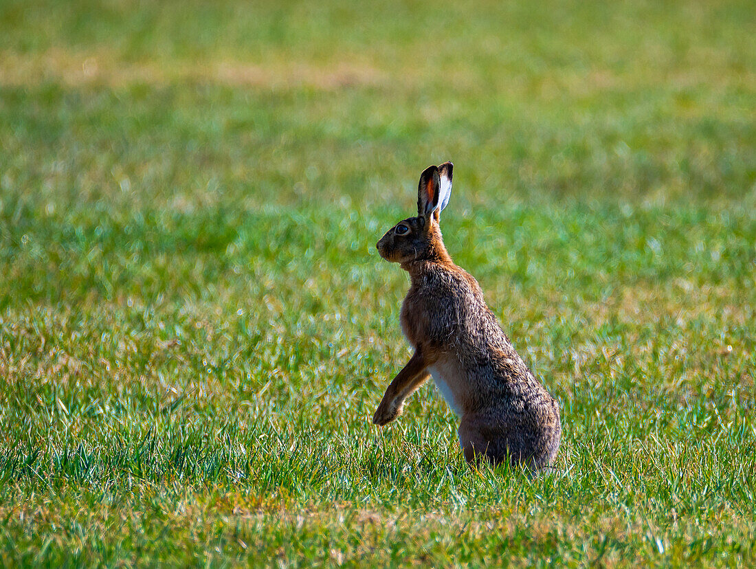 Europäischer Feldhase (Lepus capensis) im Frühjahr, Fettwiese, Salzburg, Österreich