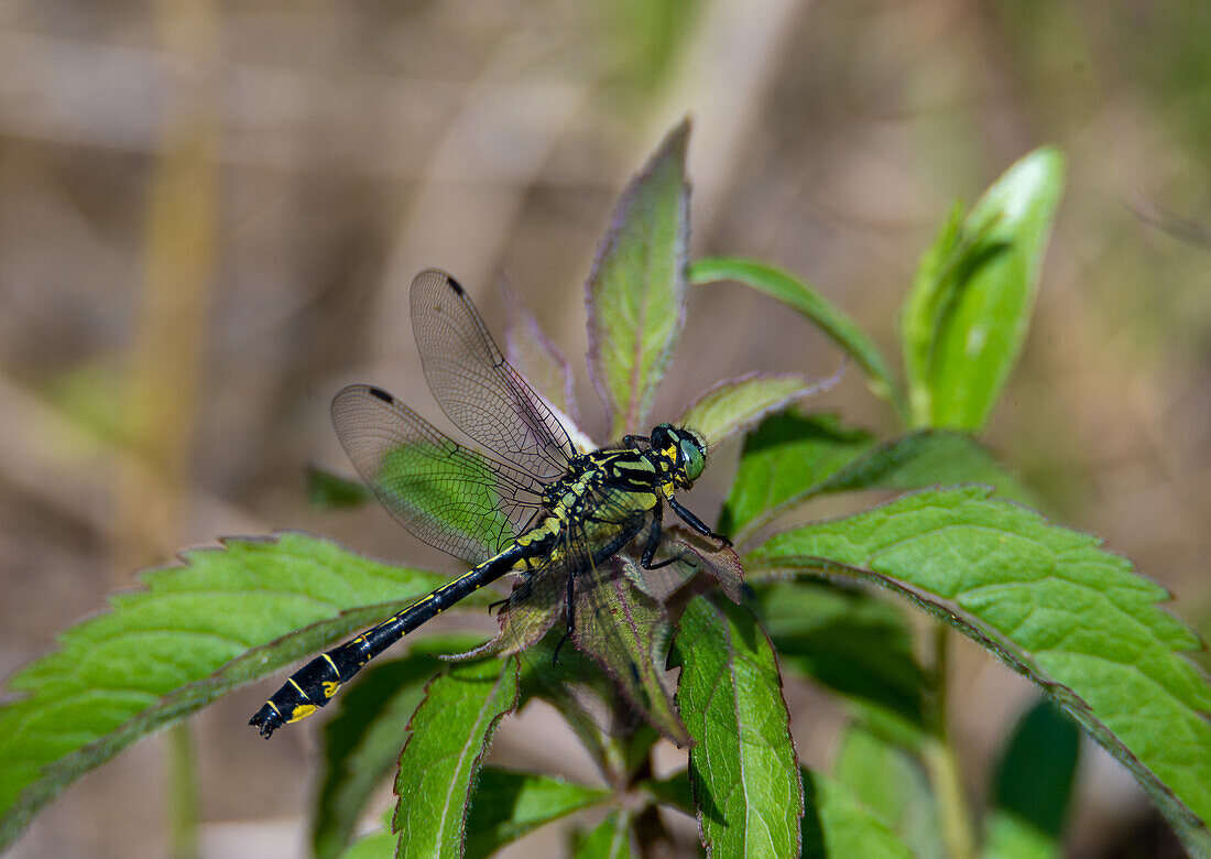 Common Wedge Damsel (Gomphus vulgatissimjus)