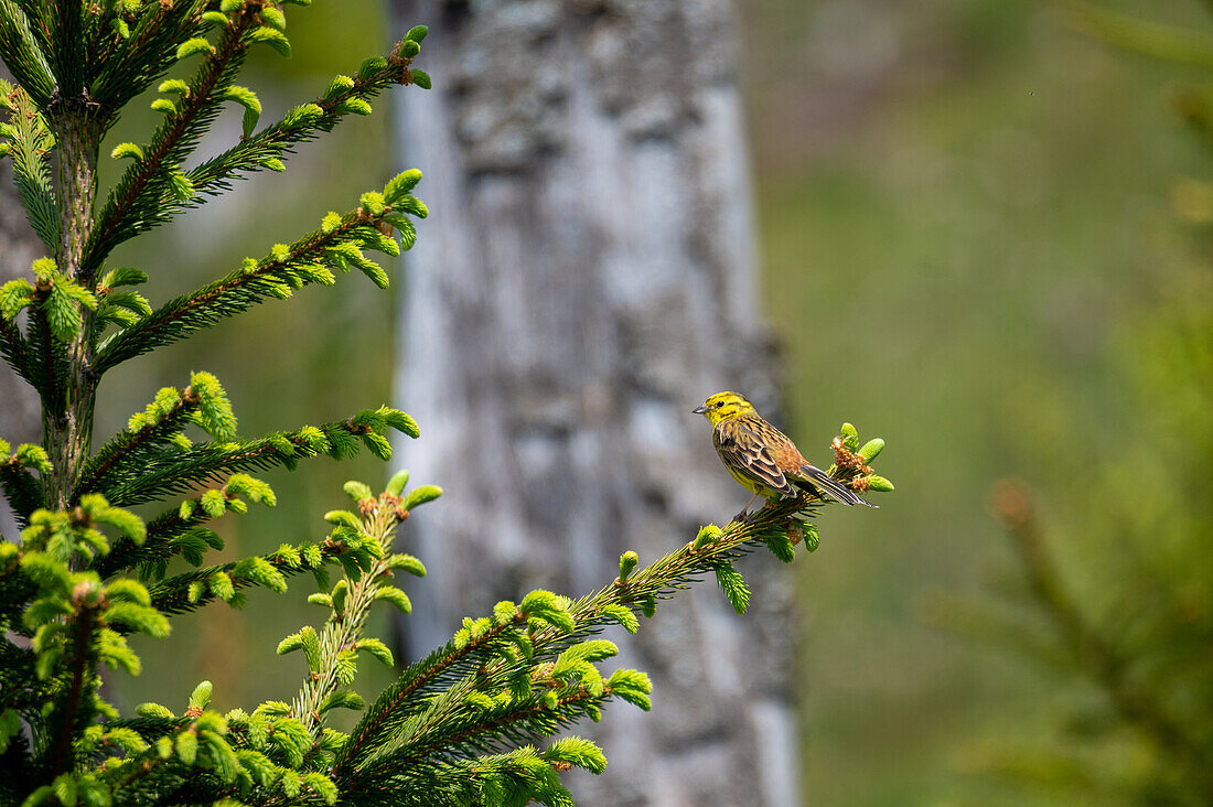 Yellowhammer (Emberiza citrinella), male on spruce branches / Pciea abies), Gaisberg, Salzburg, Austria