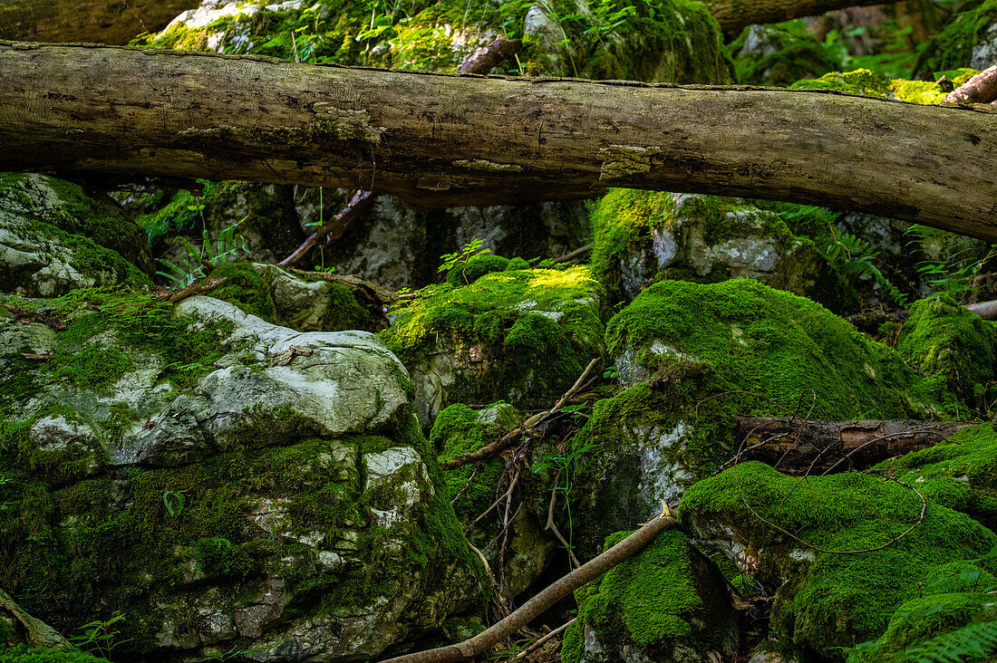 Moss-covered rocks and tree trunk in Bluntautal, Tennengau, Salzburg, Austria