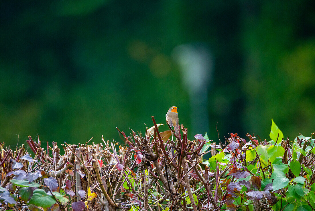 Robin (Erithacus rubecula) on hedge near Wallersee, Flachgau, Salzburg, Austria