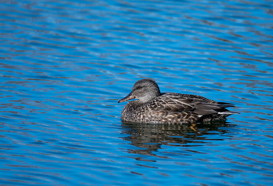 Schnatterente (Anas strepera), Weibchen, Salzachsee, Salzburg, Österreich 