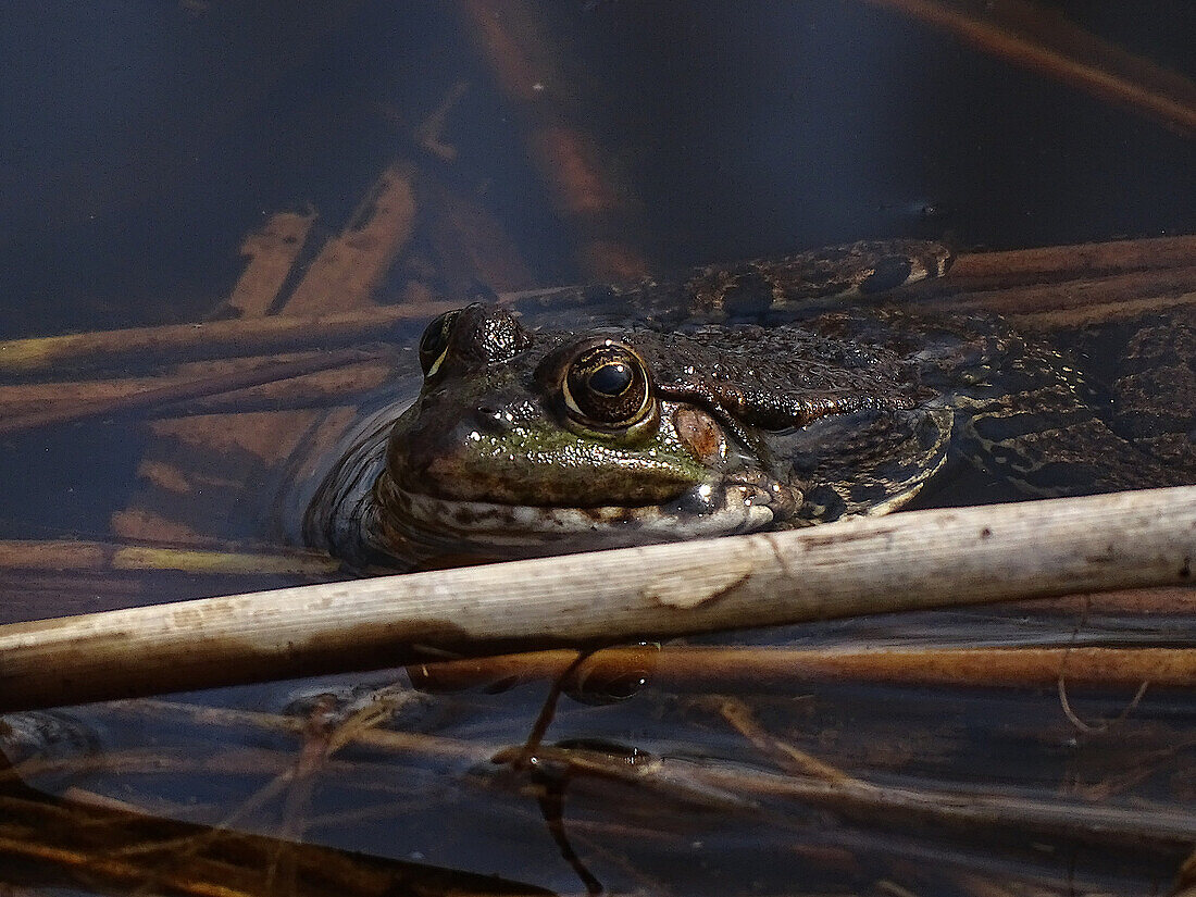 Wasserfrosch (Rana ridibunda Artenkomplex) beim Sonnenbaden, Salzburg, Österreich