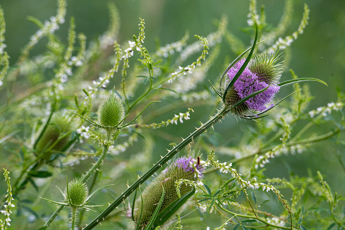 Wild teasel (Dipsacus sylvestris) and sweet clover (Melilotus alba), Natura 2000 area Salzachauen, Salzburg, Austria