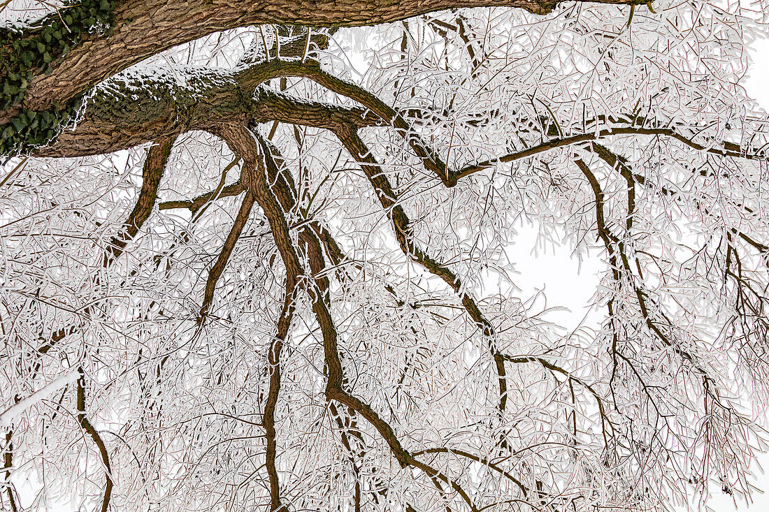 Blick aufwärts in einen Baum mit vereisten Ästen im Winter, Deutschland