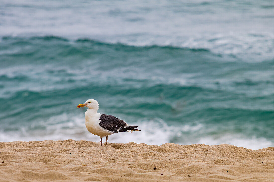 A lone seagull at Westward Beach in Malibu off Highway 1 near Los Angeles, California, USA