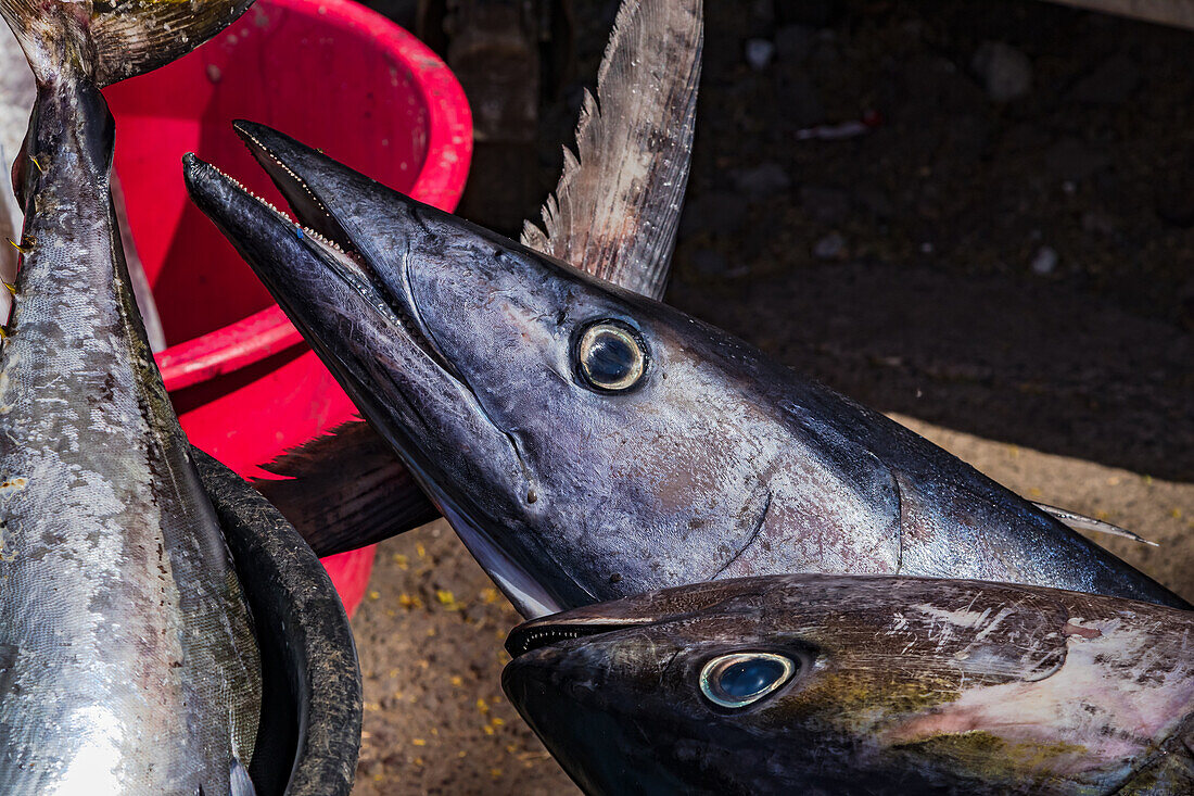 Mehrere markante blau schimmernde Thunfische auf einem Markt auf der Insel Santiago, Kapverden, Afrika