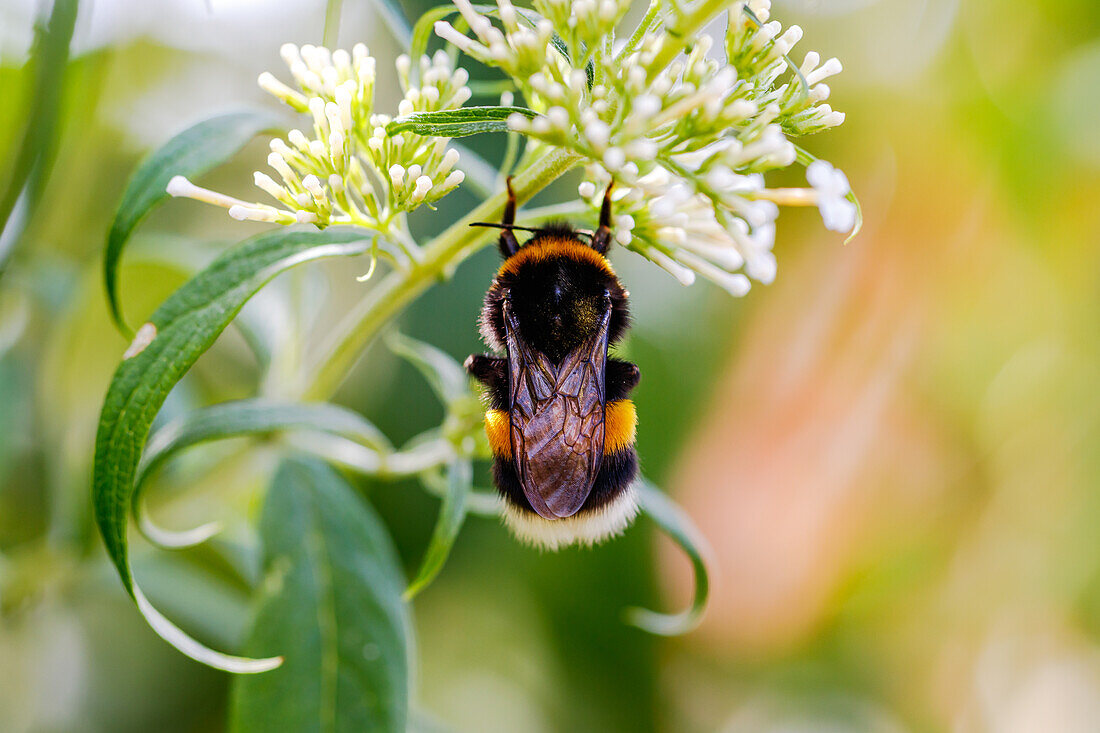 Close-up of a bumblebee on a white flower from above, Germany