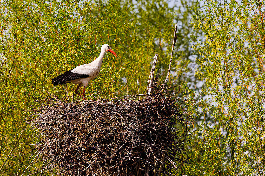 A stork's nest made of branches with a large white stork