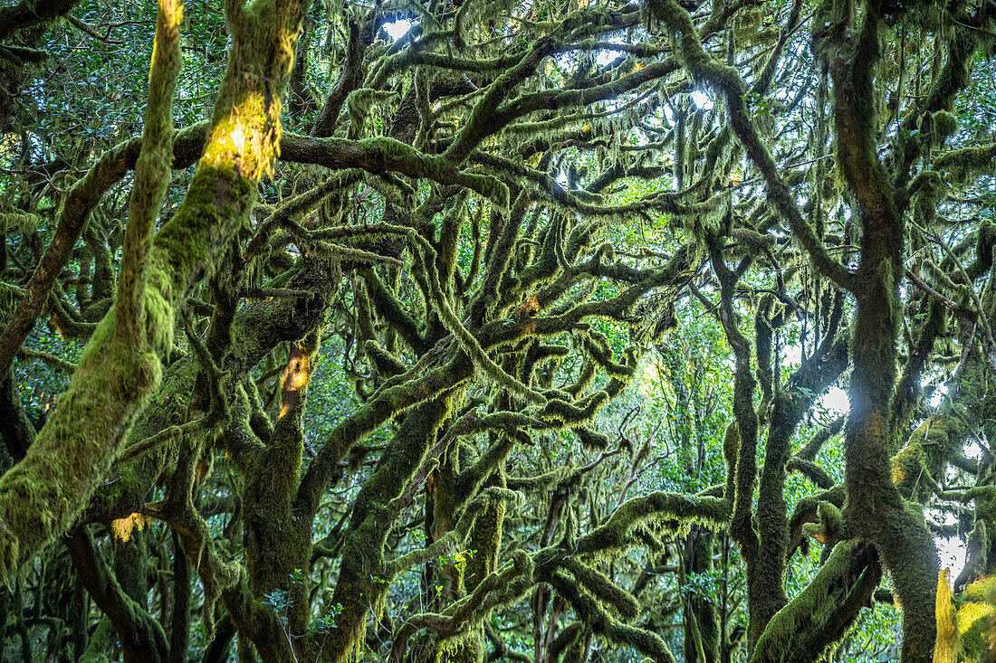 Forest in Garajonay National Park, UNESCO World Heritage on La Gomera island, Canary Islands, Spain