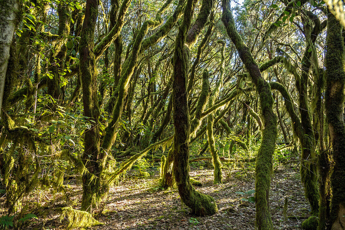 Wald im Nationalpark Garajonay, UNESCO Welterbe auf der Insel La Gomera, Kanarische Inseln, Spanien 