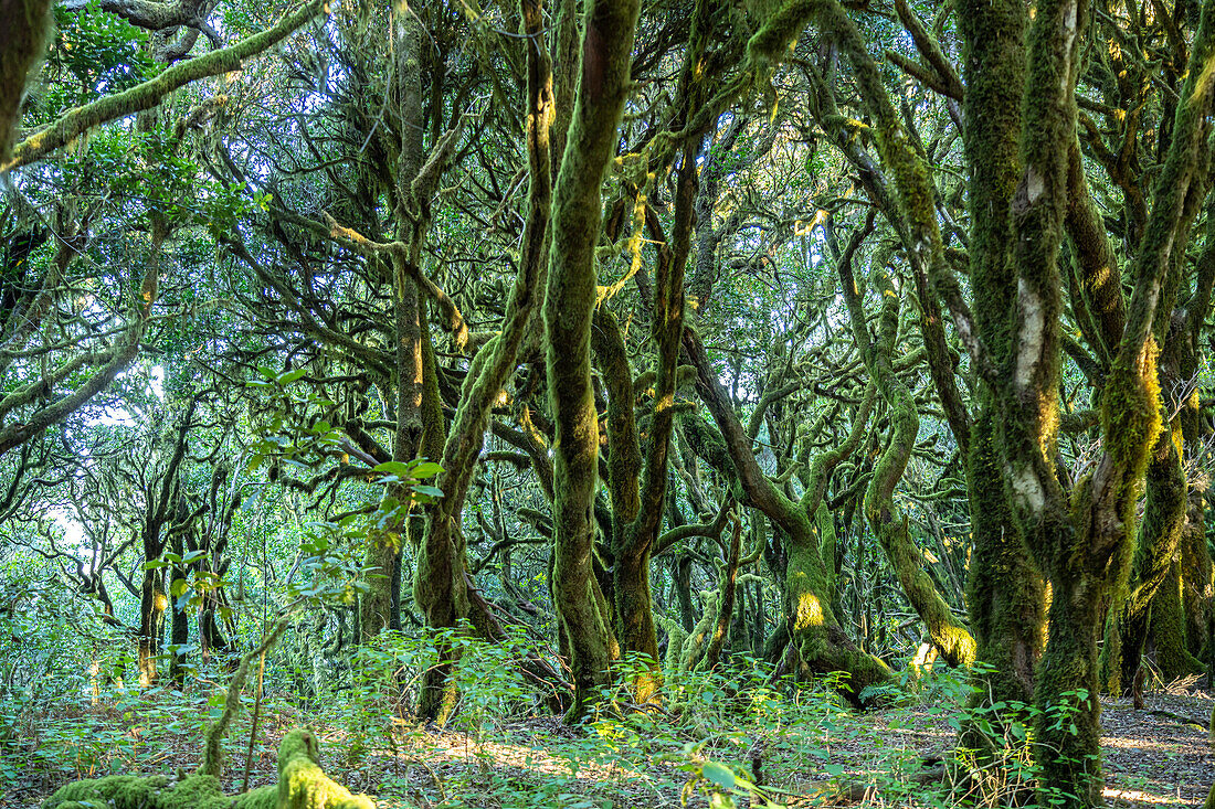 Forest in Garajonay National Park, UNESCO World Heritage on La Gomera island, Canary Islands, Spain