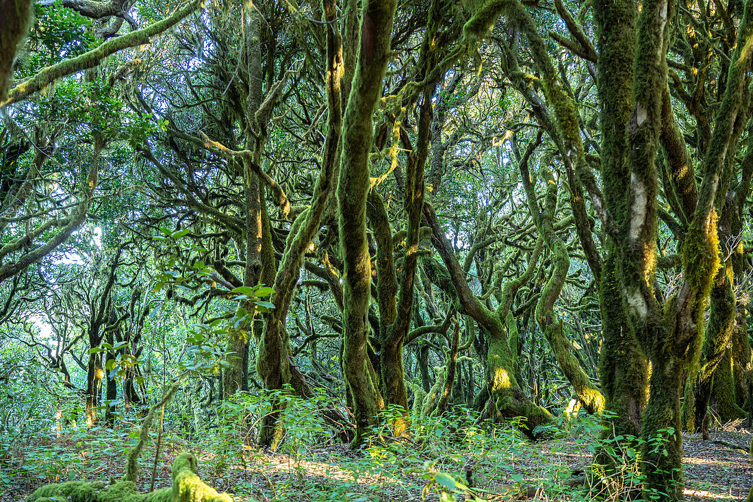 Wald im Nationalpark Garajonay, UNESCO Welterbe auf der Insel La Gomera, Kanarische Inseln, Spanien