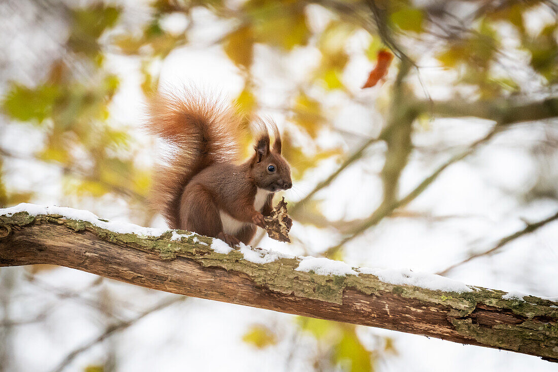 Eichhörnchen mit Futter im Winterwald