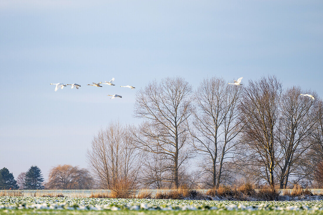 Whooper swans fly over a rapeseed field in winter with snow