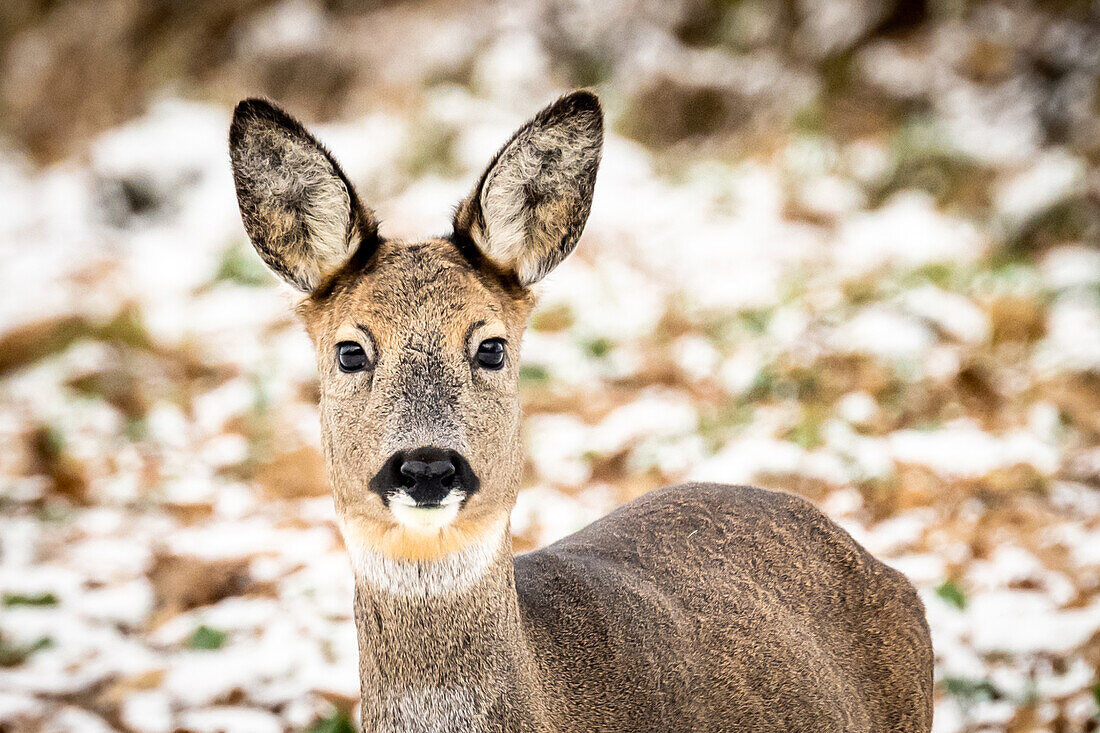 Portrait of roe deer in winter, snow in the background