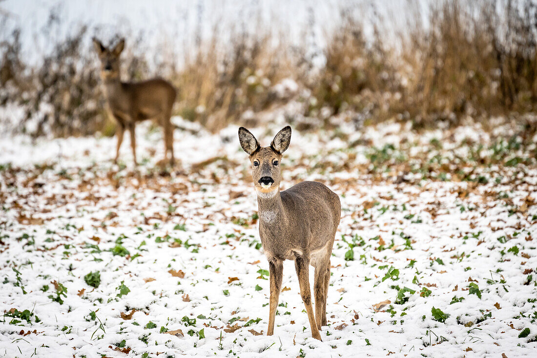 Roe deer with fawn in the background in winter, snow in the background