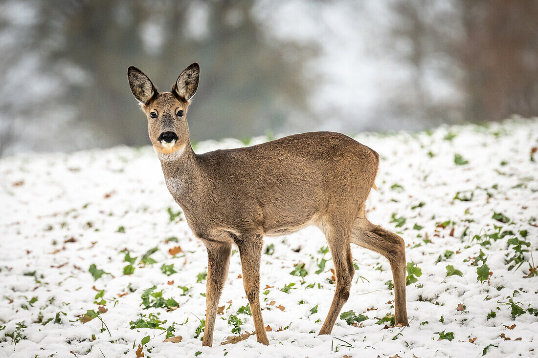 The Roe Deer' deer print