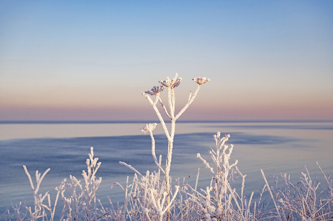 Wintery idyll on the Eitz in Weissenhaeuser Strand, Graeser with hoarfrost, Weissenhaus, Baltic Sea, Ostholstein, Schleswig-Holstein, Germany