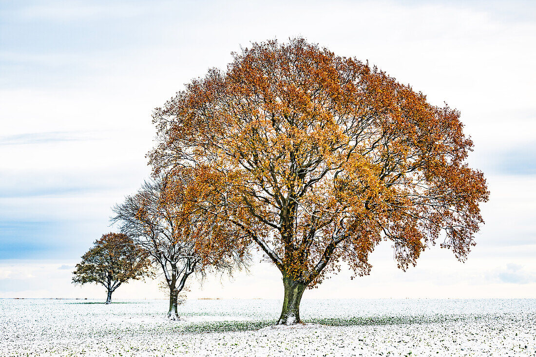 3 belaubte Bäume im Schnee auf einem Acker, Siggen, Ostholstein, Schleswig-Holstein, Deutschland